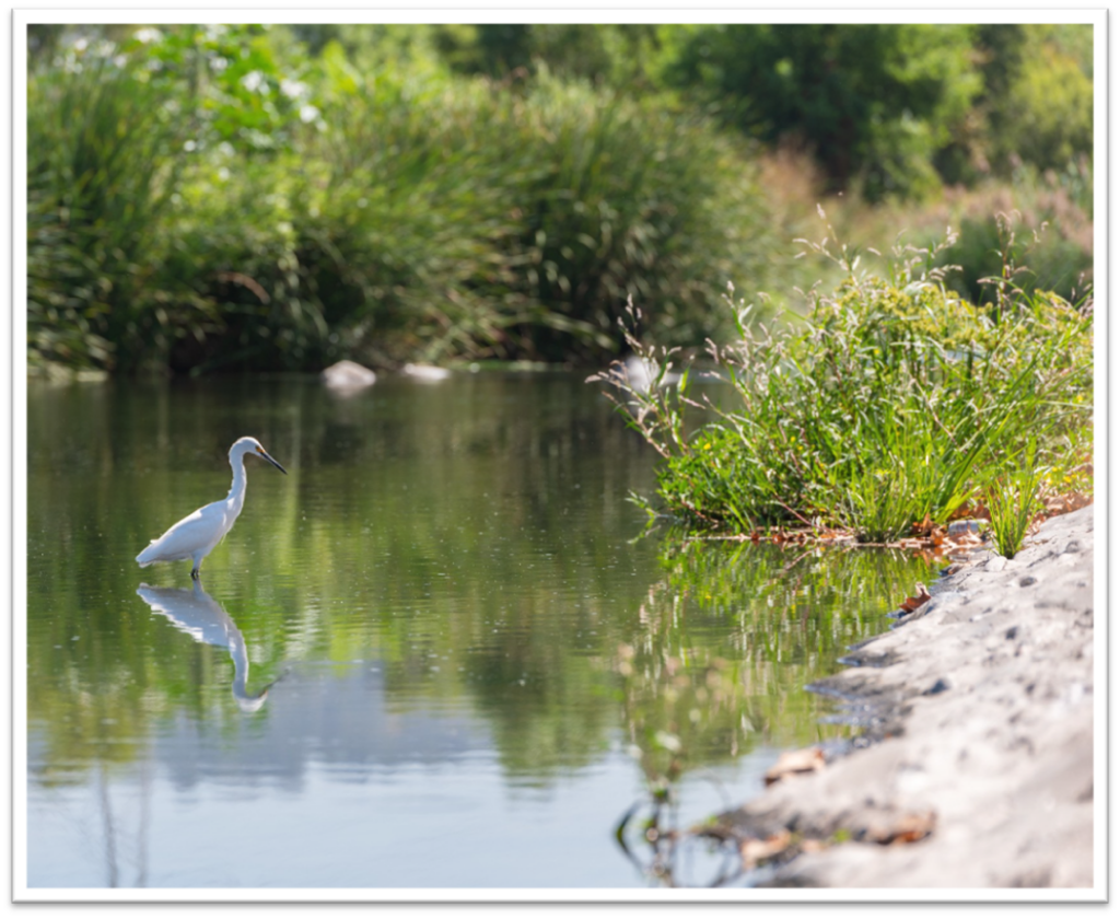 photo of a riverbank along LA River with native wildlife